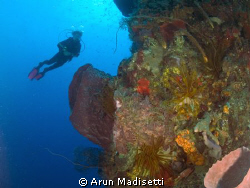 Diver on a generic reef at Scotts Head, Commonwealth of D... by Arun Madisetti 